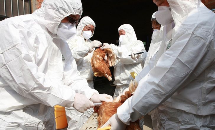  شیوع آنفلوانزای پرندگان در چین
