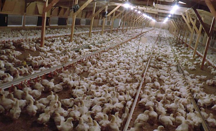 مشکلات نتوانست مانع هدفگذاری افزایش تولید مرغ در سمنان بشود