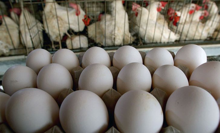 تعدیل قیمت مرغ و تخم مرغ با افزایش تولید