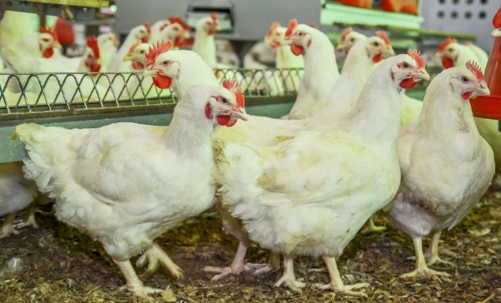 حذف آنتی‌بیوتیک‌ از چرخه تولید مرغ در کشور