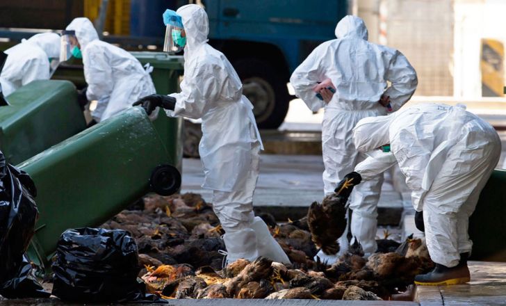 خسارت 1300 میلیاردی وارده ناشی از شیوع آنفلوانزای مرغی