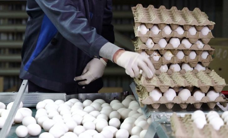 تولید تخم مرغ بیش از 50 درصد کاهش داشت