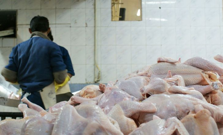 روزانه بیش از هزار تن مرغ گوشتی ذخیره سازی می شود