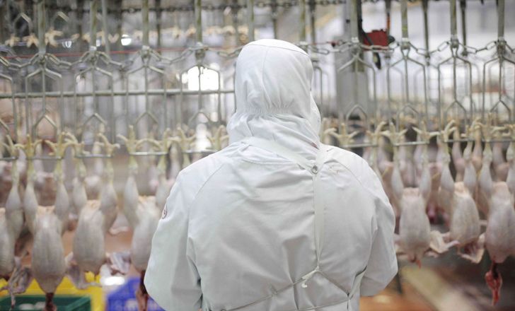 صادرات مرغ و تخم مرغ تبدیل به رویا شده است