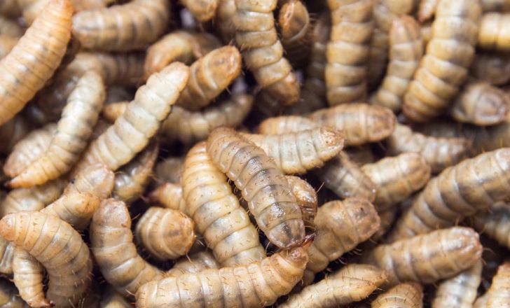 چشم‌انداز قانونی استفاده از حشرات در سبد غذایی