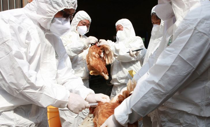 شیوع آنفلوانزای پرندگان در عربستان سعودی و تایوان تائید شد