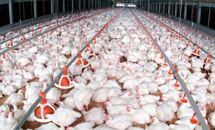 مرغ چاق روی دست تولیدکنندگان ماند