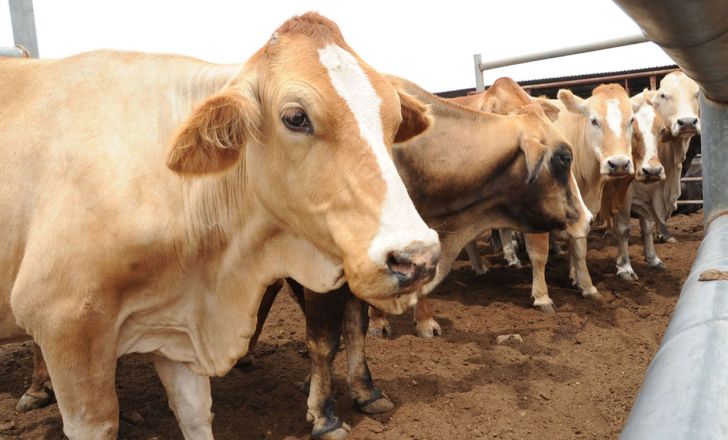 واردات 500 راس گاو از آلمان به آذربایجان غربی