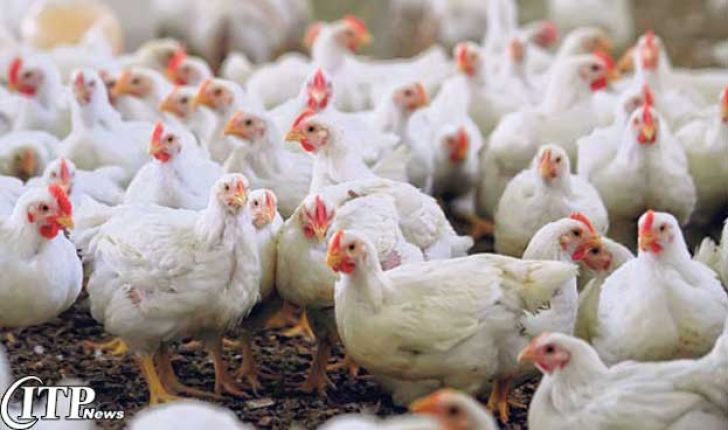 ‌کاهش بروز بیماری در مزارع مرغ گوشتی گیلان ‌