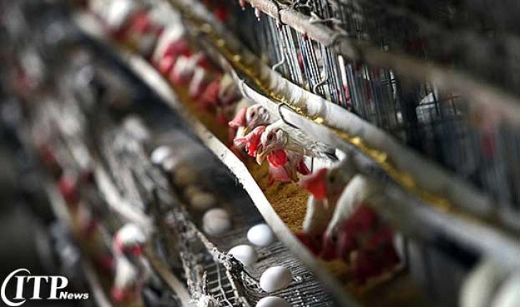  زیان 1200 تومانی مرغداران در فروش هر کیلو تخم مرغ
