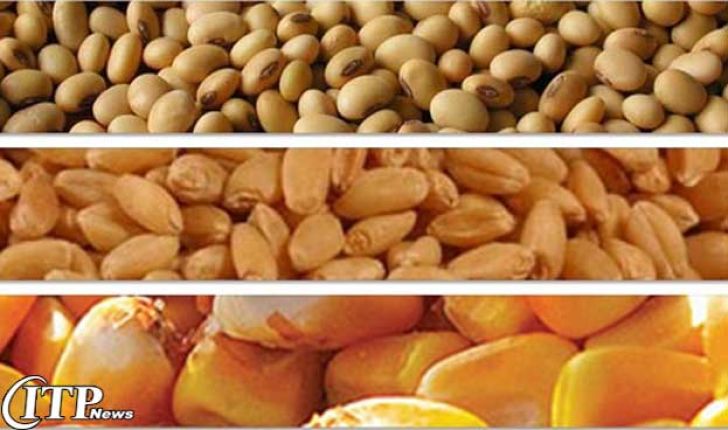تامین ماهانه 1500 تومان سبوس برای دامداری‌های استان همدان