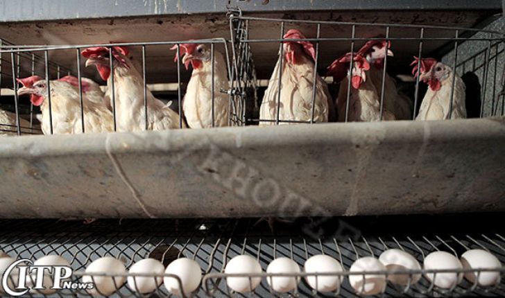 زیان ۶۵۱ میلیارد تومانی صنعت مرغ تخم‌گذار در ۹۴سال