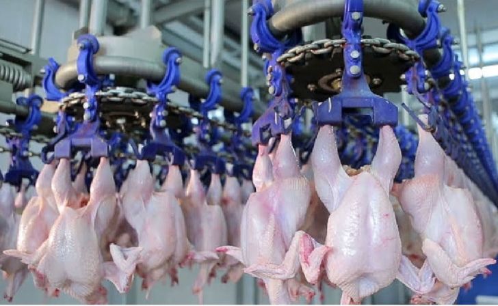 گرمای هوا علت افزایش قیمت مرغ