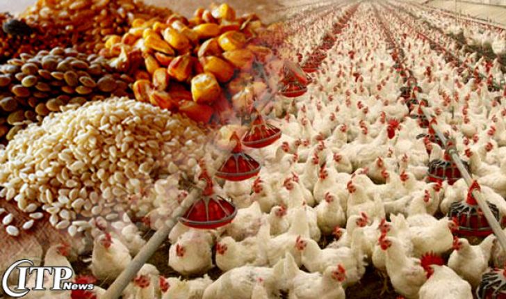 تولید 20 درصدی مرغ کشور در سال 95 از سوی زنجیره‌های تولید