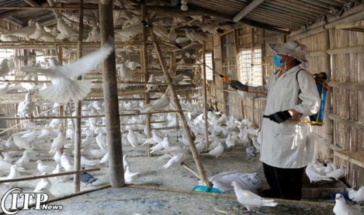  مراقبت از بیماری آنفولانزای پرندگان در آذربایجان غربی ادامه دارد