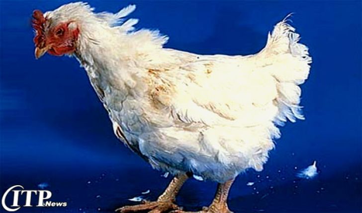باید آنفولانزای مرغی را جدی بگیریم