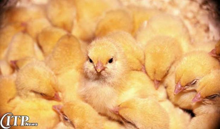 پرورش دهندگان مرغ صنعتی در مازندران فاصله جوجه ریزی را رعایت کنند