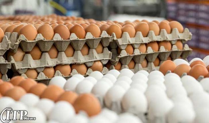 309 تن تخم مرغ از استان سمنان به عراق صادر شد