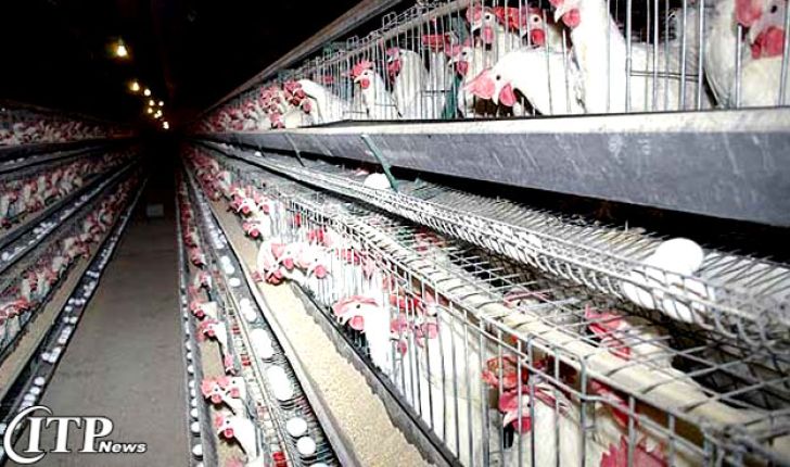 مصوبه 10 میلیارد تومانی حذف مرغ‌های پایان دوره به اتحادیه اختصاص داده نشده