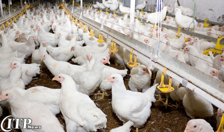 کاهش 85 درصدی صدور مجوز مرغداری در استان اردبیل