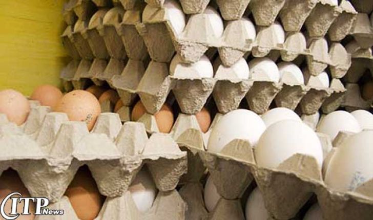 پیش بینی صادرات 80 هزار تن تخم مرغ تا پایان سال