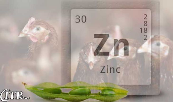 نقش روی (zinc) در سلامت و پوست طیور
