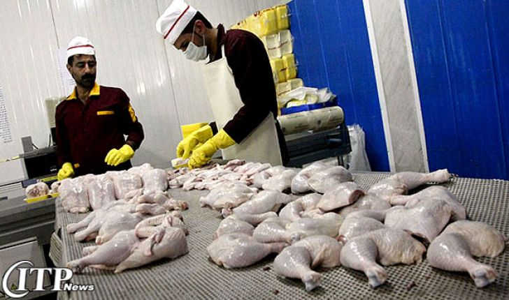 جبران مازاد عرضه مرغ با صادرات و ذخیره سازی امکان پذیر است