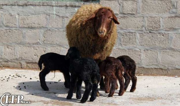 گوسفند افشاری به کمک صنعتی کردن پرورش گوسفند می آید