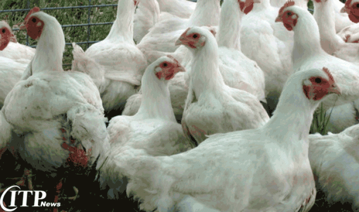 اوکراین صادرات مرغداری خود را تا 25% افزایش می دهد !