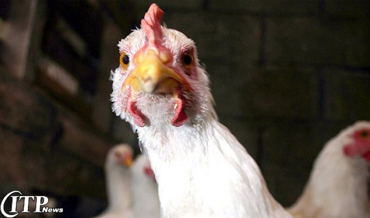  کاهش قیمت مرغ در گلستان