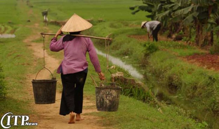 ویتنام بزرگترین وارد کنندۀ ذرت جهان