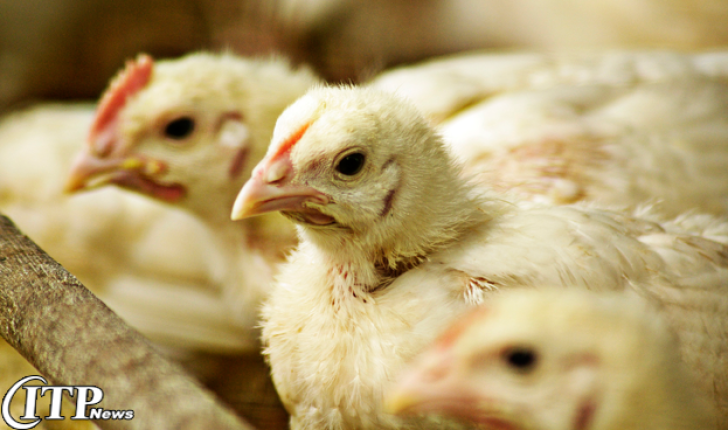 قیمت مرغ در پی کاهش جوجه‌ریزی منطقی می‌شود 