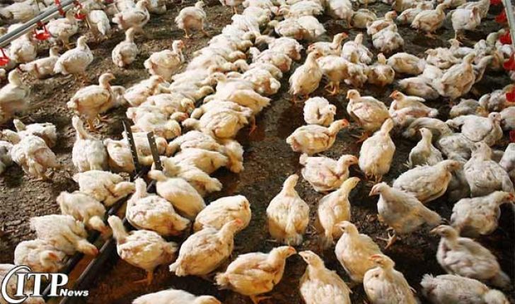 سکته ناقص صنعت پرورش مرغ اورامانات