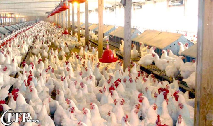 افزایش 16 درصدی مرغداری ها در خوزستان