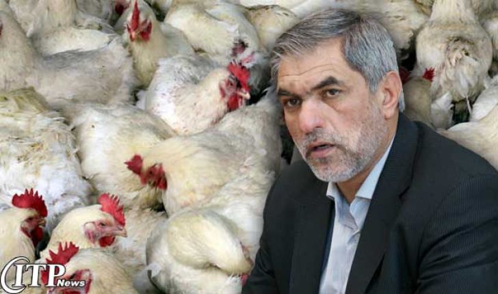 بررسی مشکلات مرغداران در حضور حسن رکنی/ سایز مرغ ایرانی، بزرگ‌ترین مشکل صادرات
