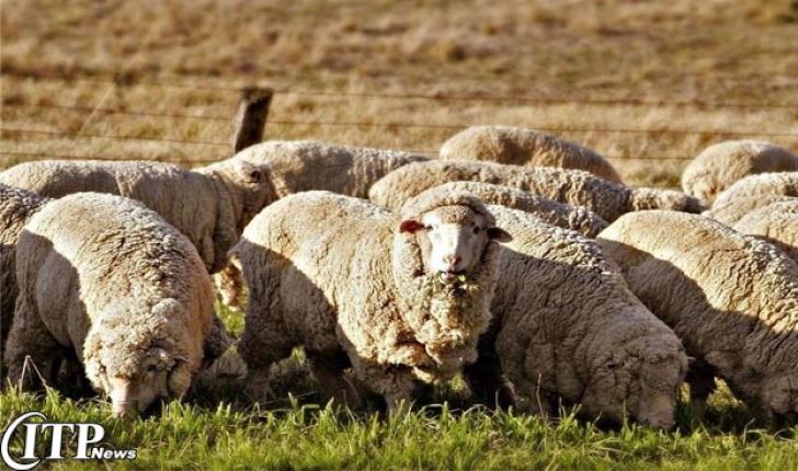 افزایش ۳ هزار تومانی قیمت گوشت گوسفندی