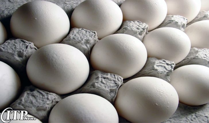 صادرات تخم‌مرغ متوقف نشده است