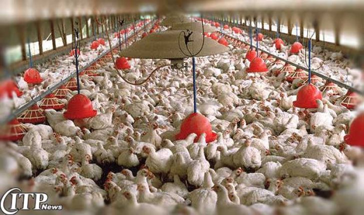  شرکت پشتیبانی امور دام مرغ مازاد تولیدکنندگان ایلامی را خریداری می کند