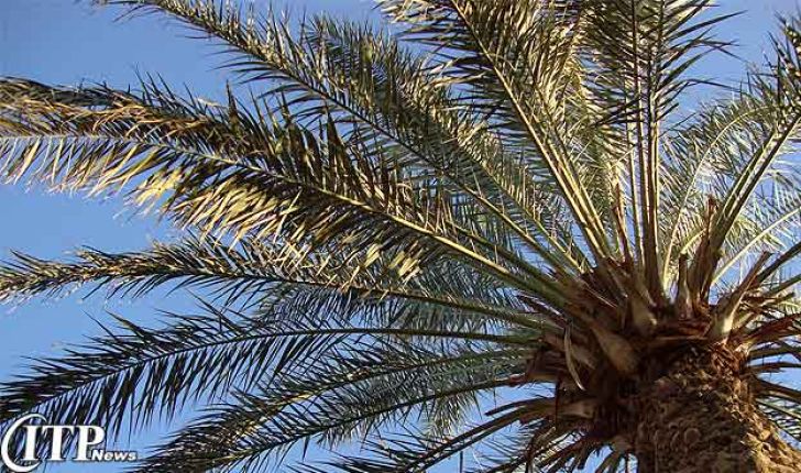  تولید خوراک دام از ضایعات درخت نخل