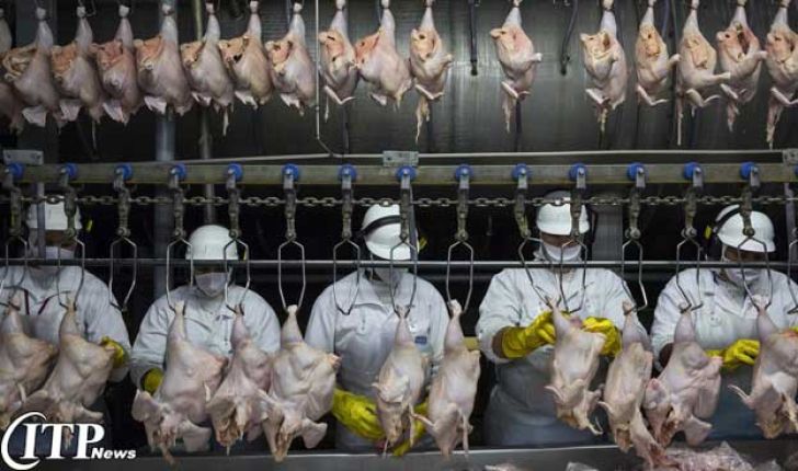 صنعت گوشت مرغ برزیل خیلی بزرگتر از آن است که شکست بخورد