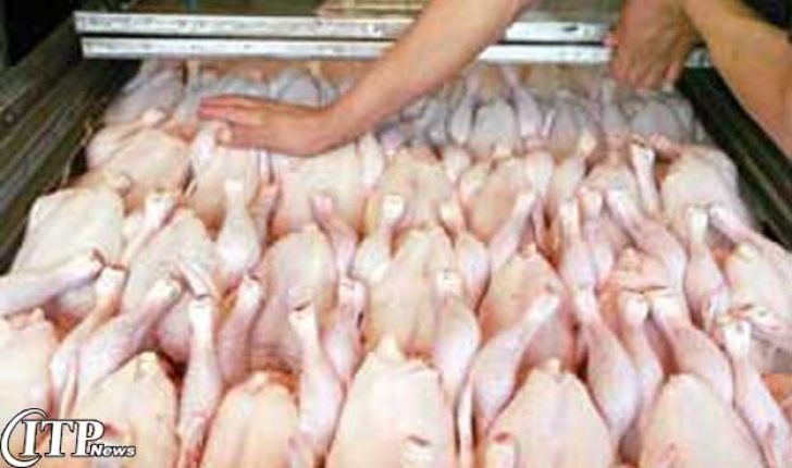 سالانه 63 هزار تن مرغ در کرمانشاه تولید می‌شود