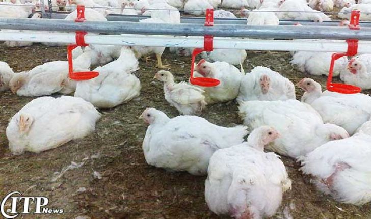 تلفات مزارع پرورش نیمچه گوشتی در قزوین کاهش یافت