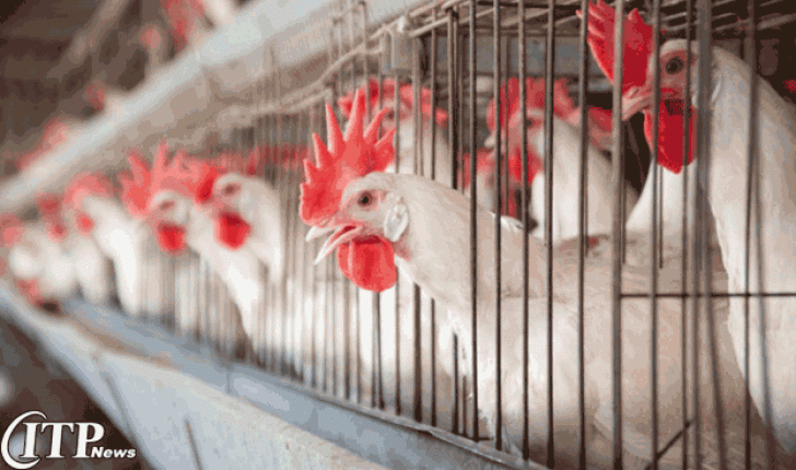  بلغارستان موفق به اخذ مجوز صادرات گوشت مرغ به ژاپن می شود !