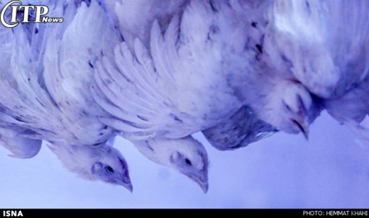 مرغ تولیدی استان کرمان باقی‌مانده آنتی‌بیوتیک ندارد