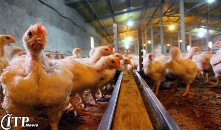 شاخص قیمت تولیدکننده مرغداری های صنعتی ۱۳.۲۱درصد کاهش یافت