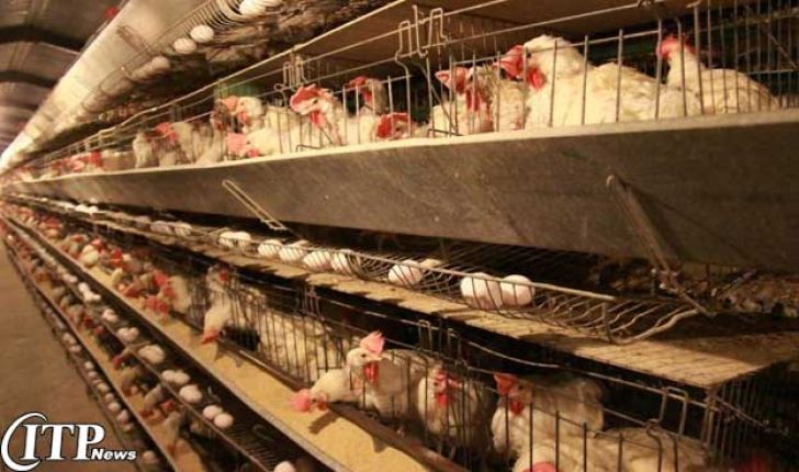 افتتاح واحد 120 هزار قطعه ای تولید مرغ تخمگذار در استان فارس