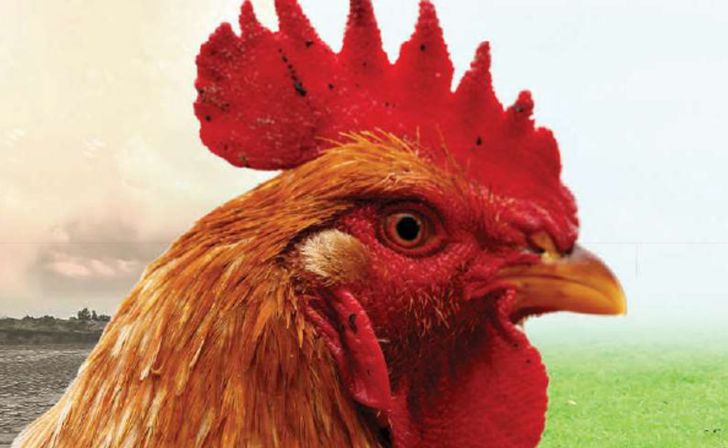هشدار اتحادیه پرنده و ماهی در مورد صعود دوباره قیمت تخم مرغ