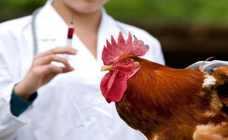 واردات ۱۰ میلیون دز واکسن آنفلوانزای فوق حاد پرندگان از آمریکا