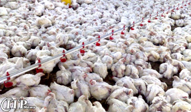 تولید مرغ در سمنان با ایجاد صنایع تبدیلی تا 30 درصد افزایش می یابد