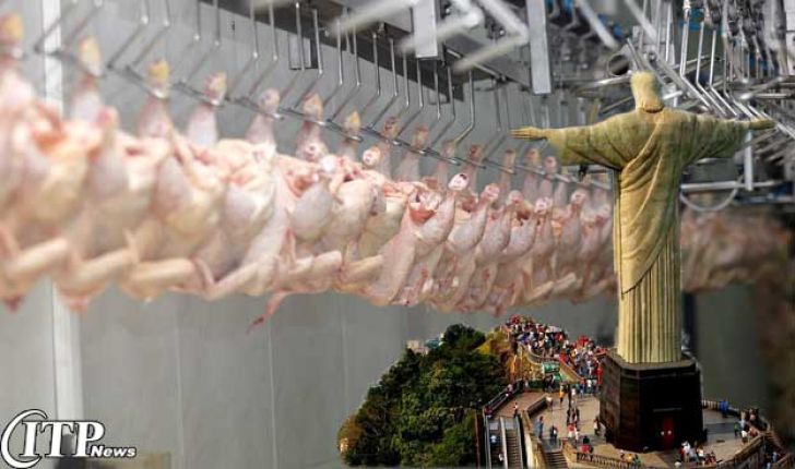 صادرات گوشت مرغ برزیل در ماه ژانویه 1 / 14  رشد داشته است